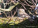 Chouettes